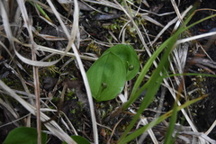 Galearis rotundifolia
