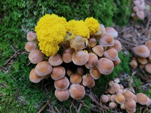 Fleur de tan