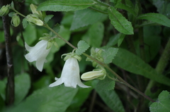 Campanula alliariifolia