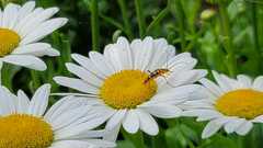 Strangalia luteicornis