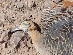 Rhynchotus rufescens