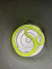 Dendroaspis angusticeps