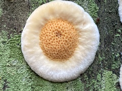 Pycnoporellus alboluteus