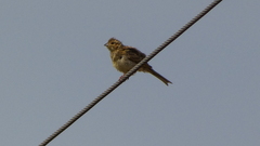 Emberiza