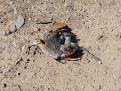 Rhynchotus rufescens