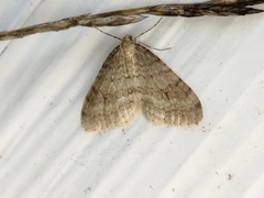 Operophtera fagata