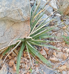 Hechtia glomerata