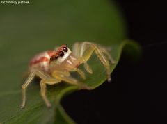 Epocilla