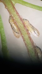 Blastopsylla occidentalis