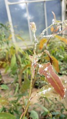 Blastopsylla occidentalis