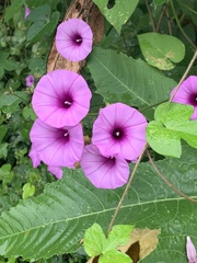 Ipomoea trifida