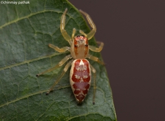 Epocilla