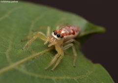 Epocilla