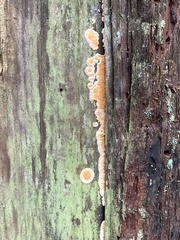 Pycnoporellus alboluteus