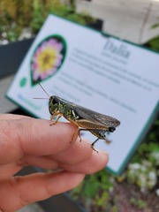 Phoetaliotes nebrascensis