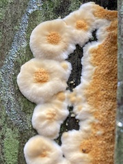 Pycnoporellus alboluteus