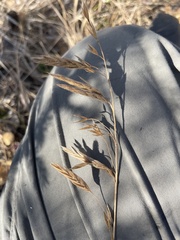 Bromus pumpellianus