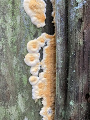 Pycnoporellus alboluteus