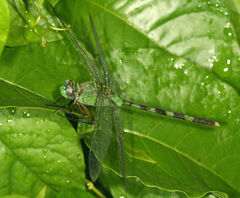 Erythemis vesiculosa
