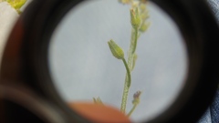 Myosotis arvensis