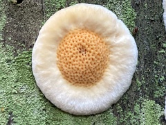 Pycnoporellus alboluteus
