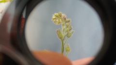 Myosotis arvensis