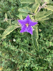 Solanum houstonii