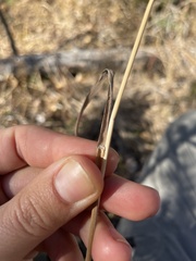 Bromus pumpellianus