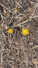 Centaurea solstitialis