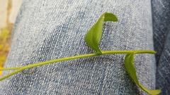Myosotis arvensis