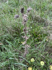 Cirsium vulgare