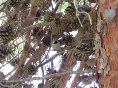 Lophophanes cristatus