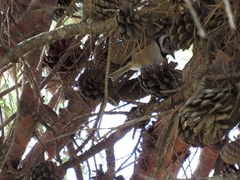 Lophophanes cristatus