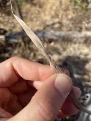 Bromus pumpellianus