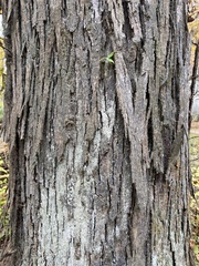 Carya laciniosa
