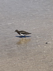 Arenaria melanocephala