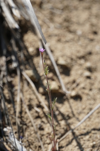 Gilia laciniata (Gilia laciniata)