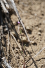 Gilia