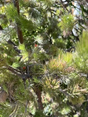 Adenanthos sericeus