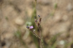 Gilia