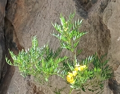 Senna artemisioides