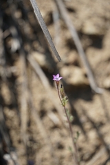 Gilia