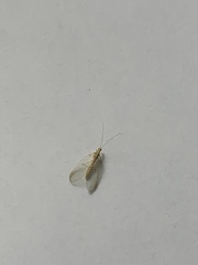 Chrysoperla carnea