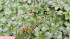 Panicum dichotomiflorum dichotomiflorum