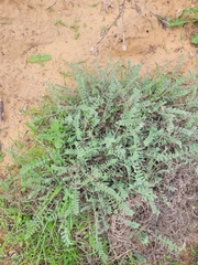 Astragalus dolichophyllus