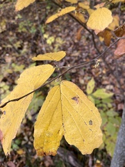 Hamamelis
