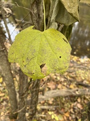 Menispermum canadense