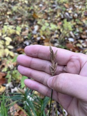 Carex muskingumensis