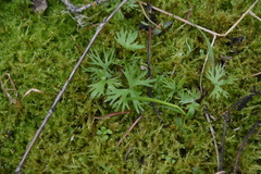 Ranunculus gmelinii