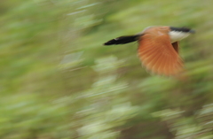 Centropus superciliosus